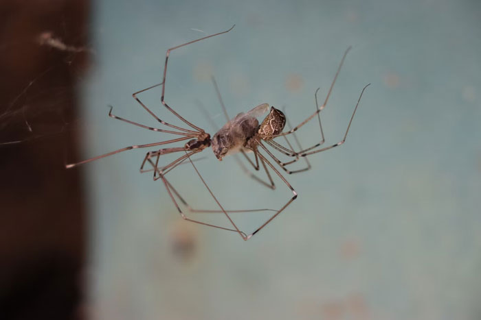 Close-up of a spider with long legs on a web, illustrating an annoying fact or urban legend about spiders.