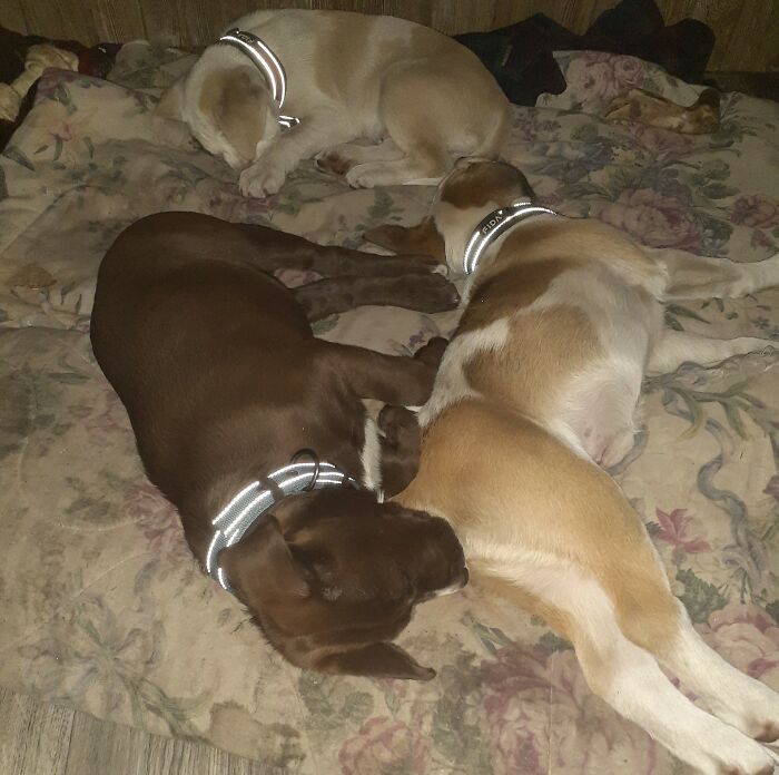 Made Me Laugh So Hard I Cried When I Walked In And Seen This.....they Are Sound Asleep