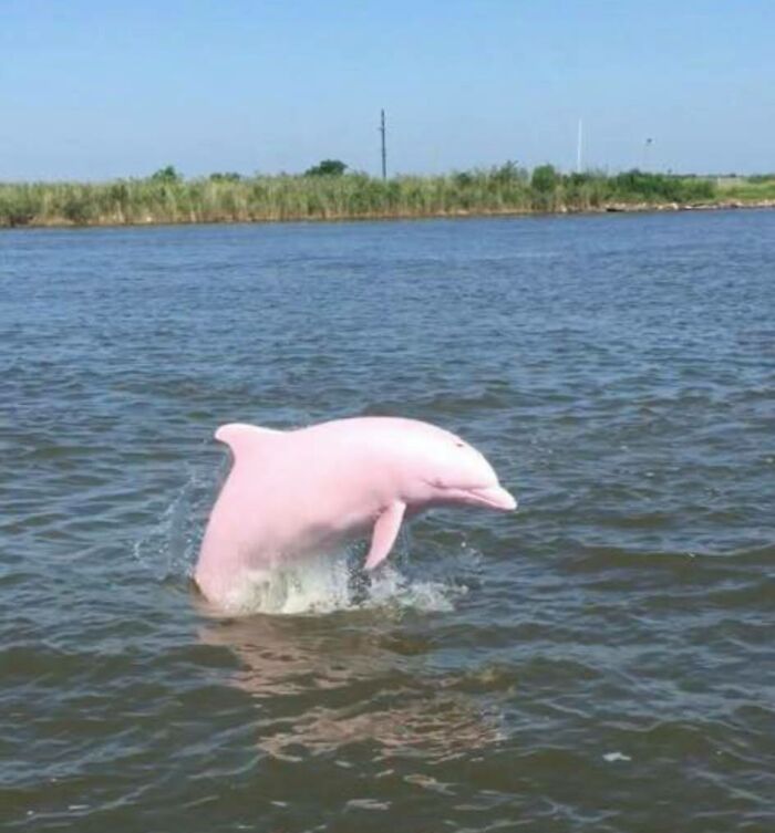 Rare Pink Dolphin Spotted At The Coast Of Louisiana Rare Pink Dolphin Spotted At The Coast Of Louisiana
