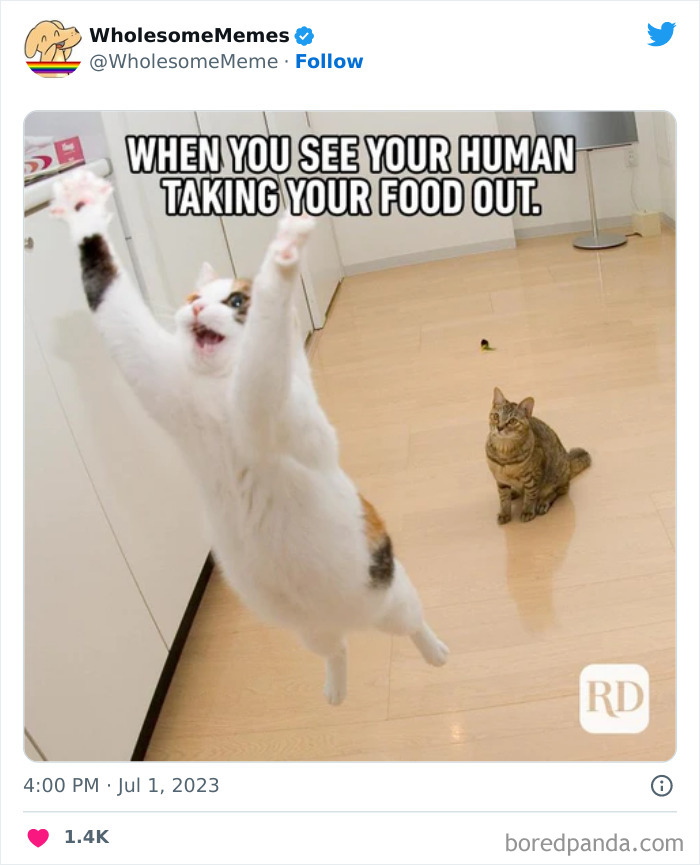 Adorable-Wholesome-Memes-Pics