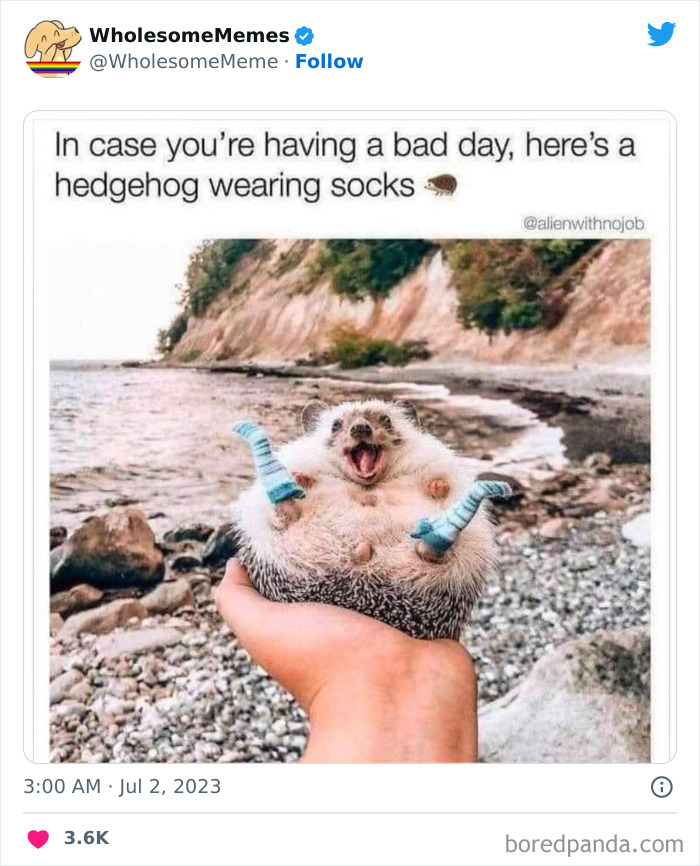 Adorable-Wholesome-Memes-Pics