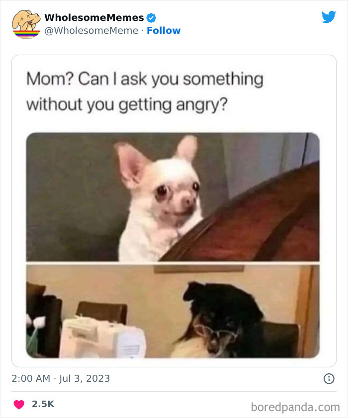 Adorable-Wholesome-Memes-Pics