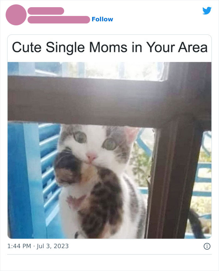 Funny photo of a cat carrying a kitten in its mouth by a window, captioned "Cute Single Moms in Your Area."