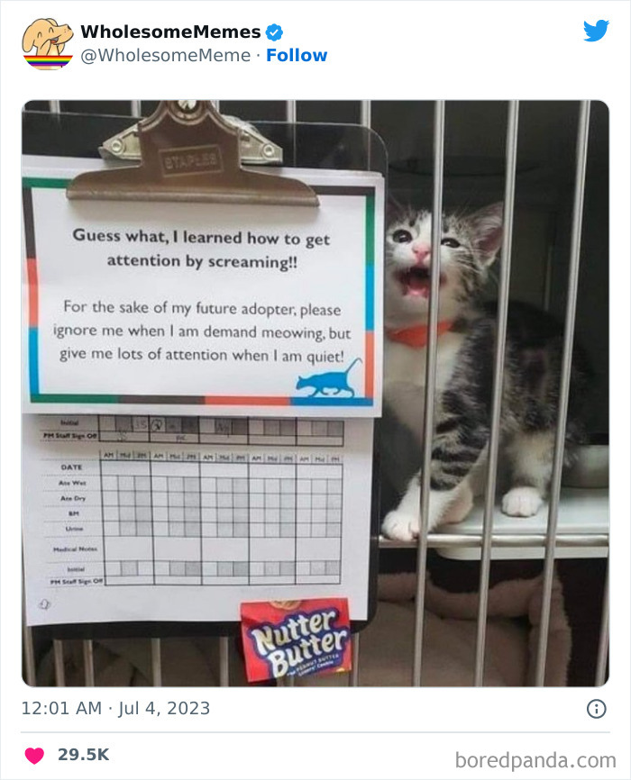 Adorable-Wholesome-Memes-Pics