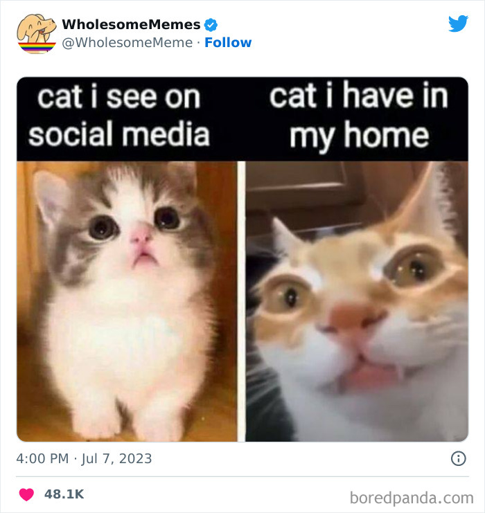 Adorable-Wholesome-Memes-Pics