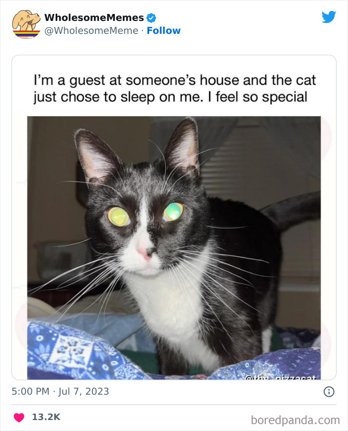 Adorable-Wholesome-Memes-Pics