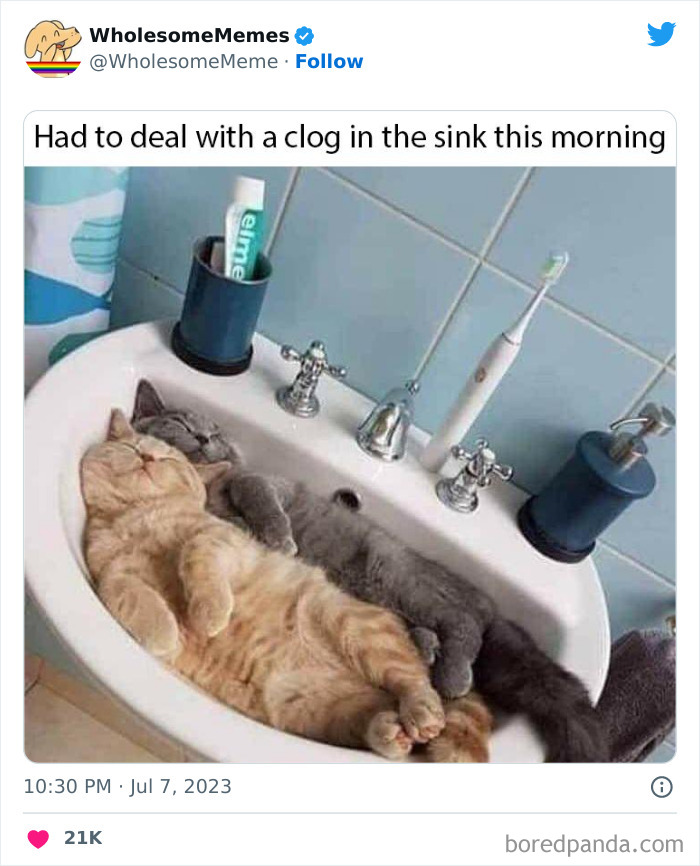 Adorable-Wholesome-Memes-Pics