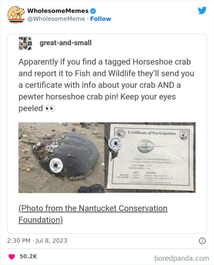 Adorable-Wholesome-Memes-Pics