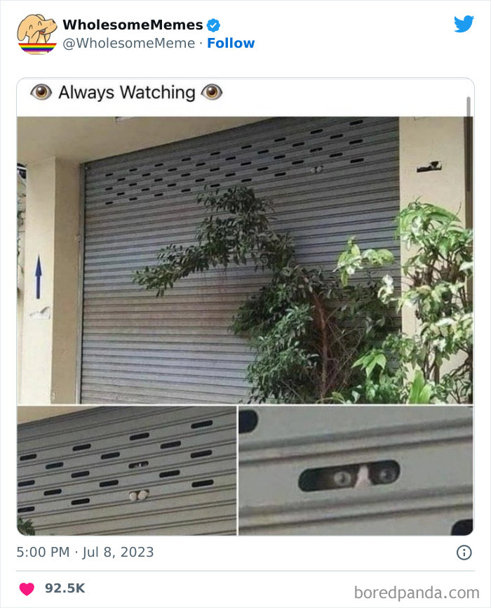 Adorable-Wholesome-Memes-Pics