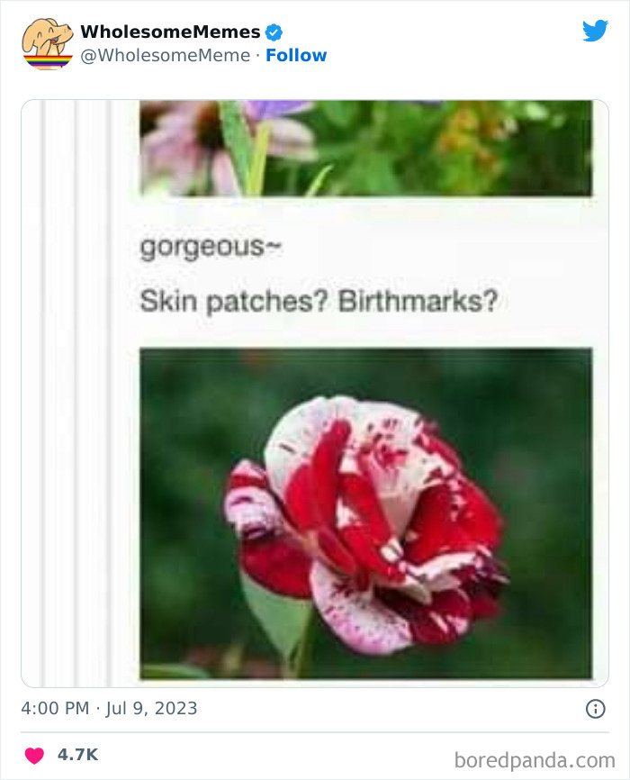 Adorable-Wholesome-Memes-Pics