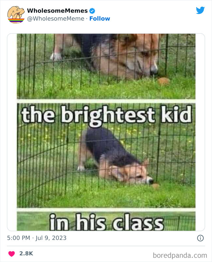 Adorable-Wholesome-Memes-Pics