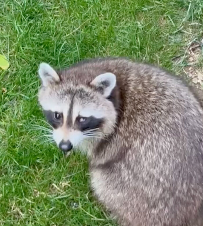 Watch Mama Raccoon Bringing Albino Babies To Her Favorite People