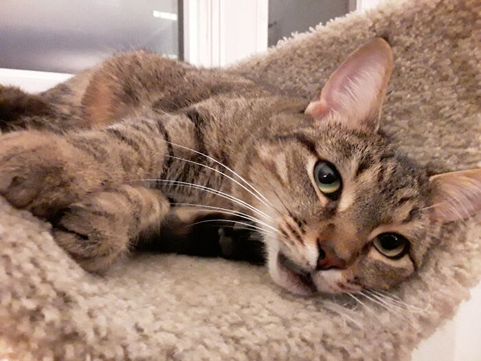 Found At The Roadside Of A Farm. Kittymom Wandered In Pregnant And Farmer Wanted To Just Drop The Sweetlings At The Shelter. Kittyshark Is Mine And I Am His Now