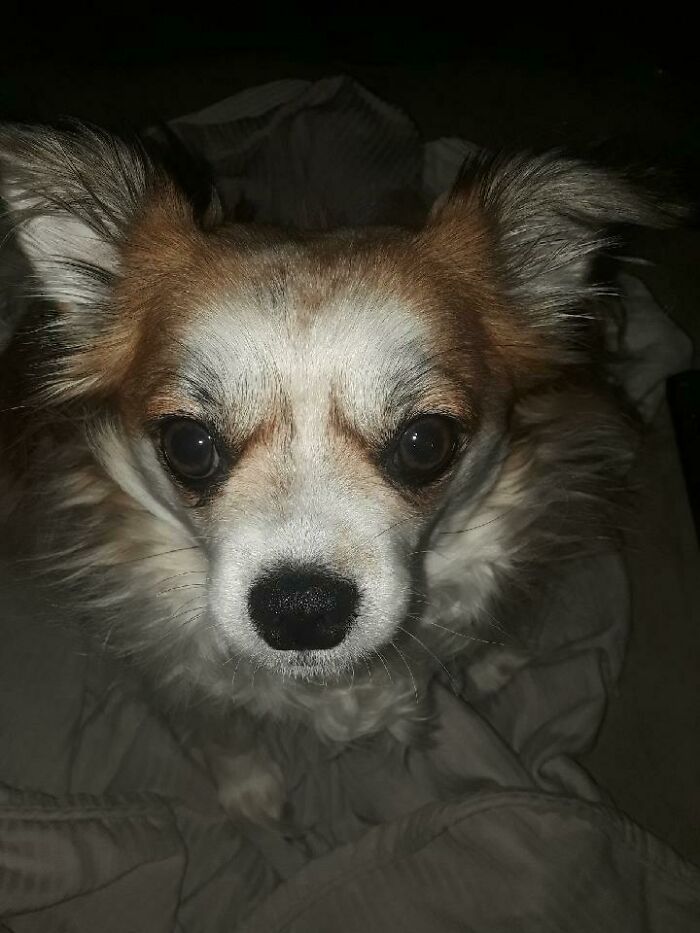 Pippin Has Quite The Proboscis In This Pic