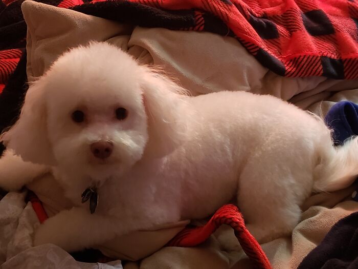 Mr. Fergus Wacawaca Wetbeard