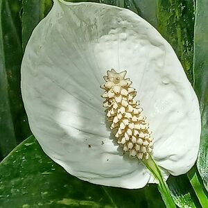 allisondobbin avatar