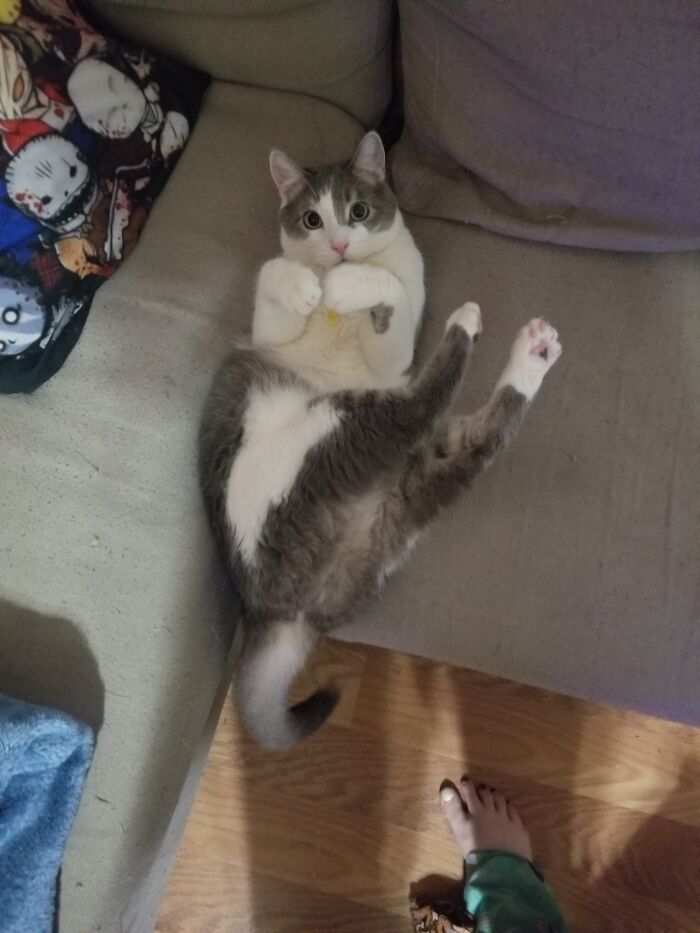 Its Been 3 Years Since Her Pregnant Mom Was Thrown Out Of A Moving Car Near My Moms House. My Mom Kept Her And Now I Have My Best Friend Marshmellows And His Sister Milkshaks (Not Pictured) And I Have Never Been Happier