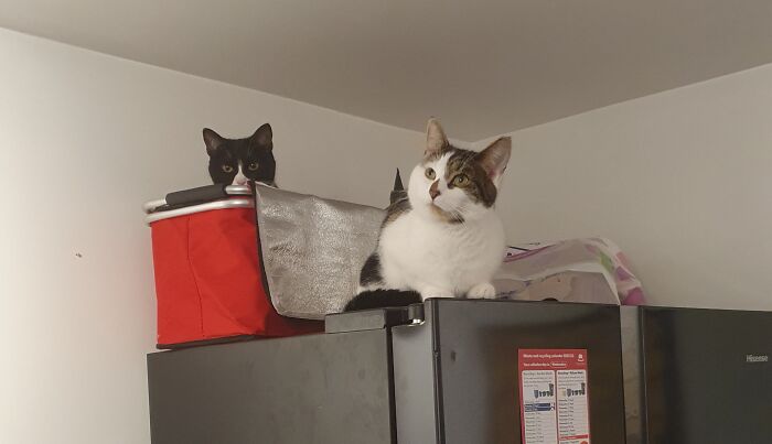 5mins Before This Picture There Was A Lot More Stuff On Top Of The Fridge. Miss Minerva Is In My Shopping Basket