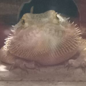 vadakinworthy avatar