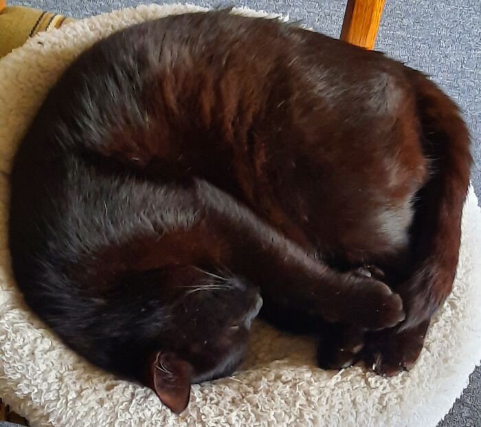 Technically He Moved Ina Few Years Ago. After I Threw Him Out 2 Times, We Found Him Making A Cave In My Wifes Duvet