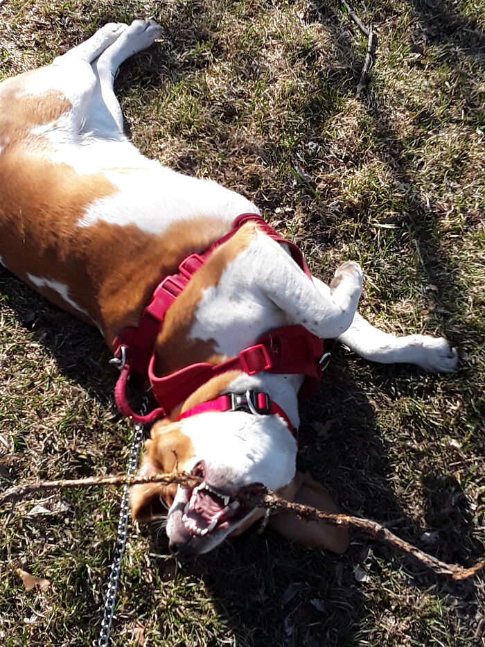 Sticks Are So Tasty!