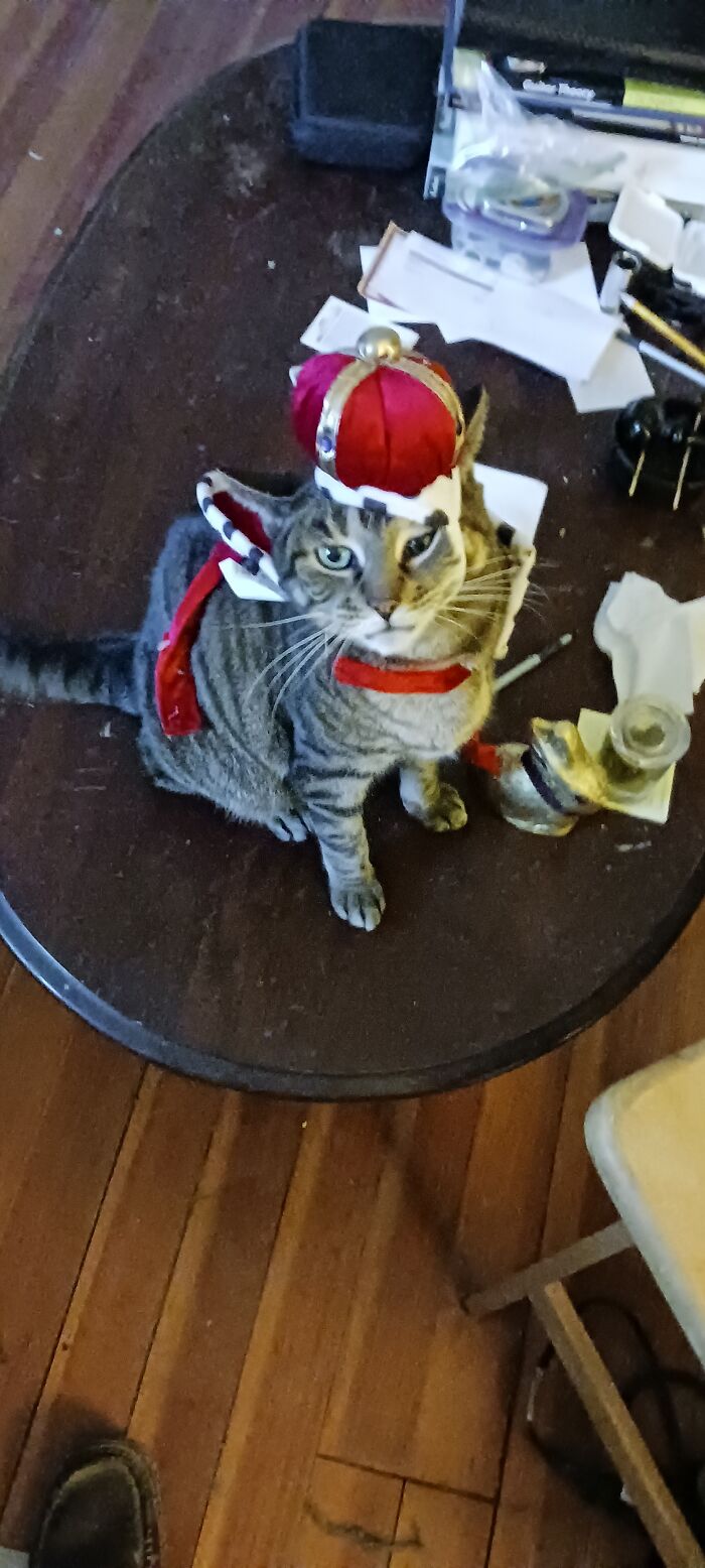 Hrh Queen Squishy Nugget