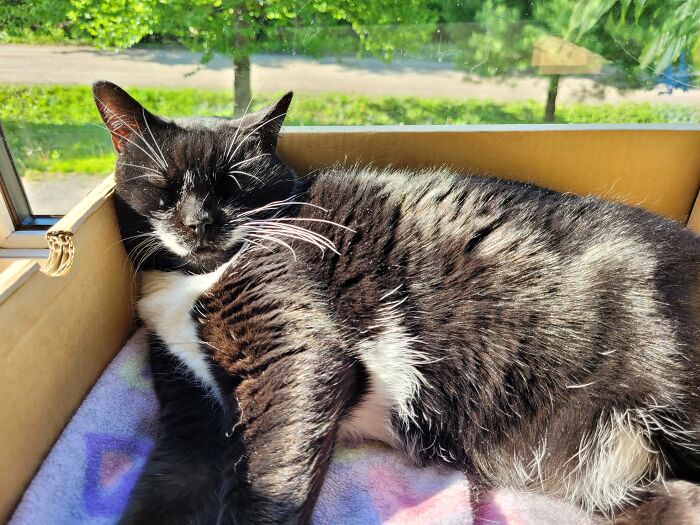 We Found Her As A Kitten At My Mother's Job