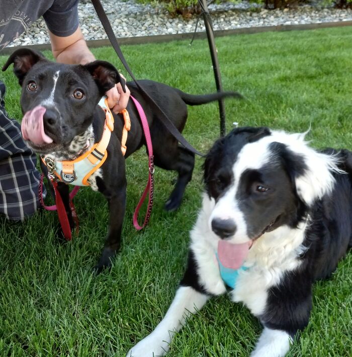 Gremi (Left) & Odie (Right)