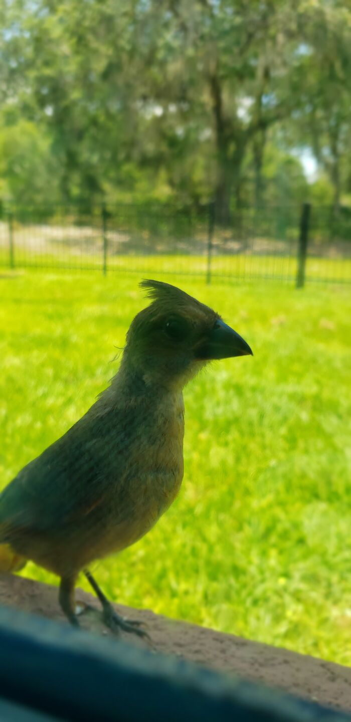 This Curious Little Baby Cardinal That Was Staring At Me About Two Months Ago. She Likes To Bring Her Friends To The Feeders. :)