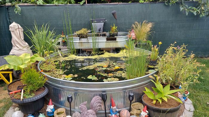 My Garden Fishing Hole Stocked With Koi And Bluegill