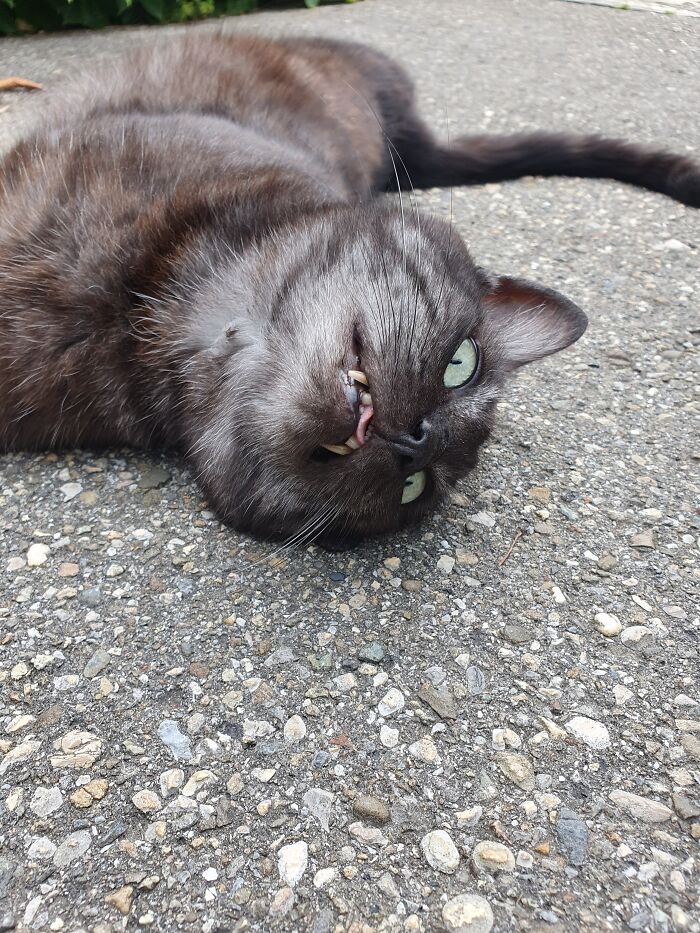 Salem Would Like You To Believe That You Can Rub His Belly... And He Eats Your Hand