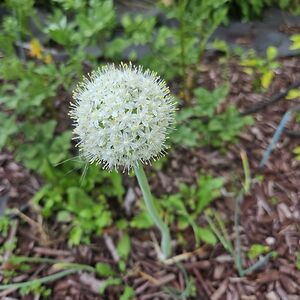 elizabethdesimone avatar