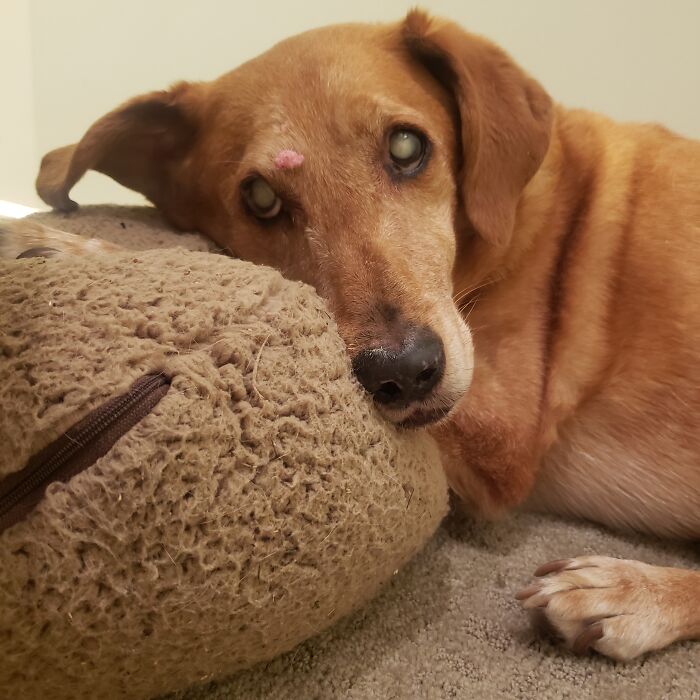 Rusty Having A Nap In His Old Age