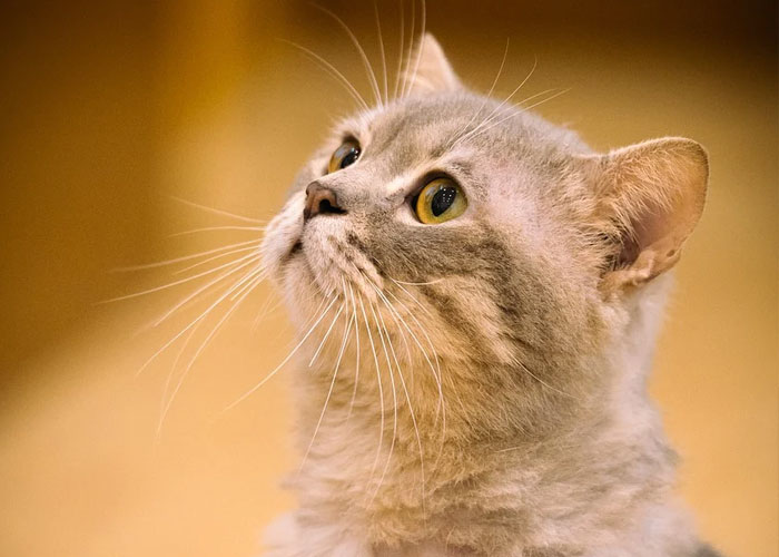 "Hoy aprendí": 25 nuevos datos fascinantes que no te enseñan en la escuela