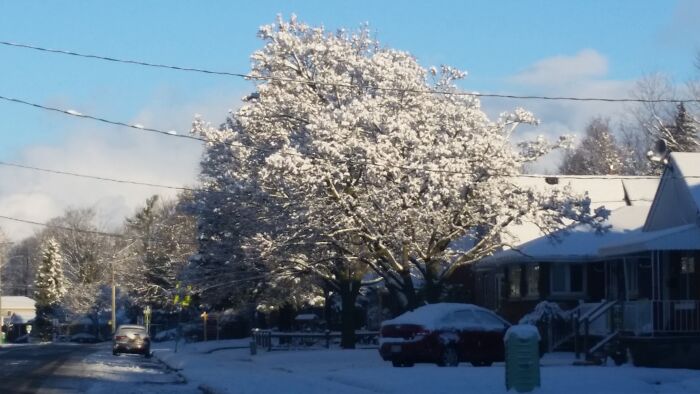 The Trees And Streets Are Covered In Snow