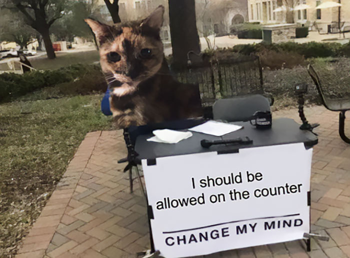 Funny cat sitting at a table with a sign saying, "I should be allowed on the counter, change my mind."