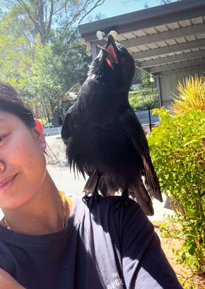 Extraordinary Tale Of A Rescued Baby Raven&rsquo;s Affectionate Mornings With His New Mom