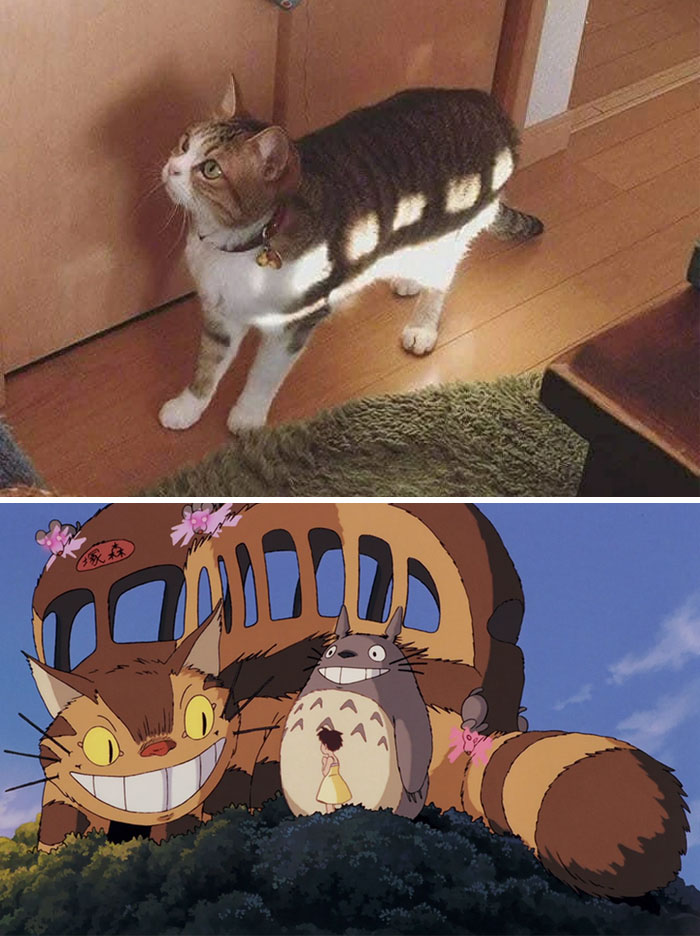 Cat resembling Studio Ghibli's Catbus with Totoro, capturing a funny meme for Studio Ghibli fans.