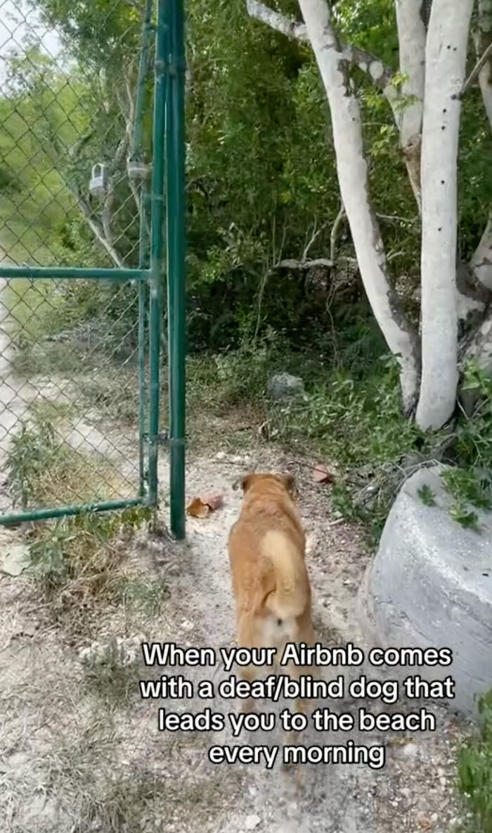 TikToker Gets Airbnb With Adorable Deaf and Blind Dog Who Guides Guests To The Beach TikToker Gets Airbnb With Adorable Deaf and Blind Dog Who Guides Guests To The Beach