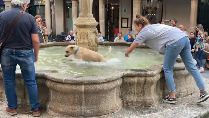 Crowd Can’t Stop Laughing At Dog Frolicking In A Fountain Crowd Can’t Stop Laughing At Dog Frolicking In A Fountain