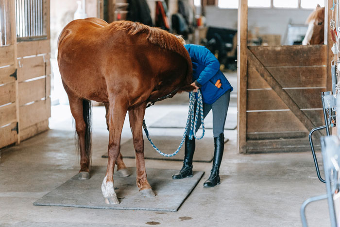 Karen Mom With Big Entitlement Energy Begs Horse Owner To Let Her 11 Y.O. Ride A Dangerous Horse Karen Mom With Big Entitlement Energy Begs Horse Owner To Let Her 11 Y.O. Ride A Dangerous Horse