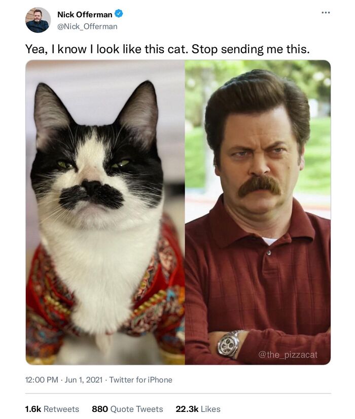 Cat with a mustache resembling a man, both looking serious, showcasing funny and relatable cat memes.