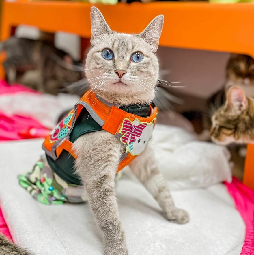 Meet Princess Cecily, The Cat Who, Because Of Her Physical Disability, Became A Fashionista