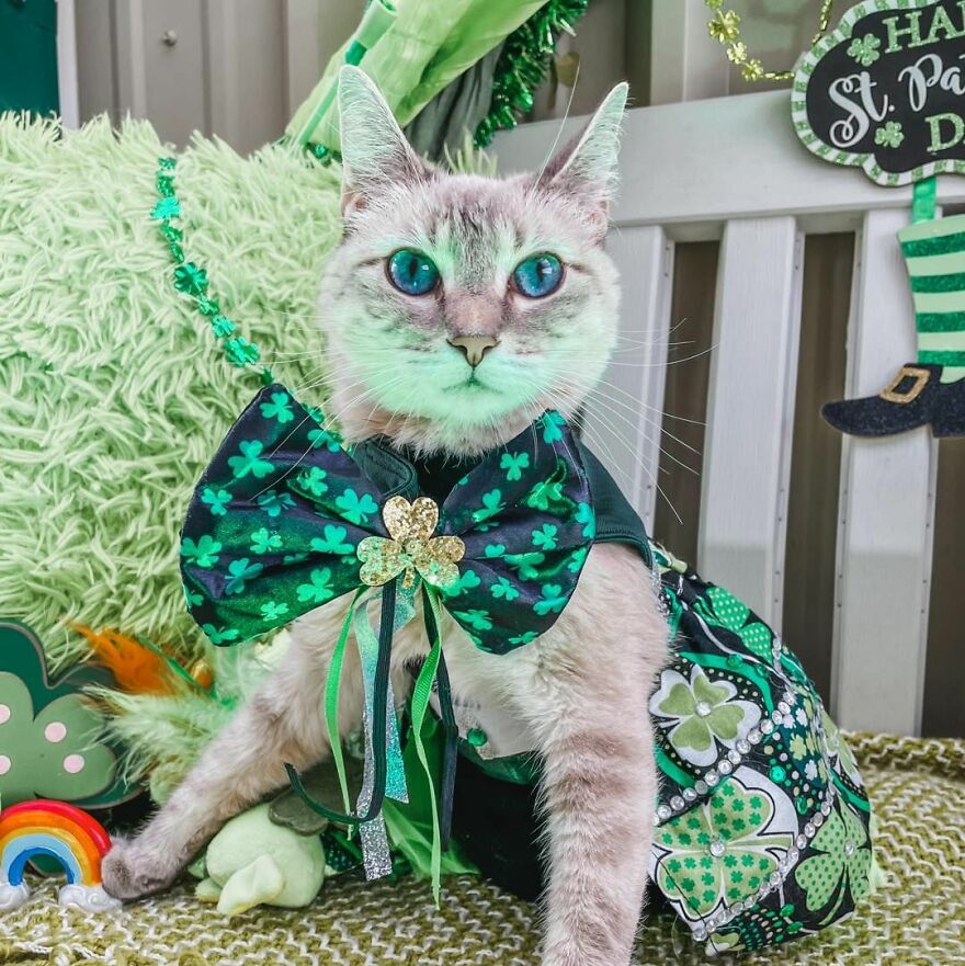 Meet Princess Cecily, The Cat Who, Because Of Her Physical Disability, Became A Fashionista