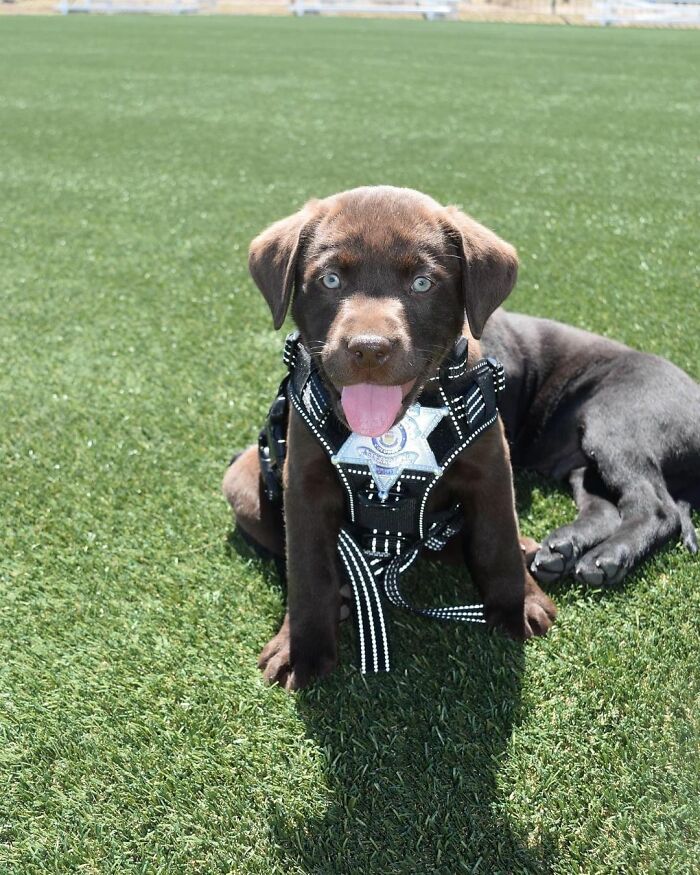 K9 Puppy Melts Hearts By Dozing Off During Swearing-In Ceremony K9 Puppy Melts Hearts By Dozing Off During Swearing-In Ceremony