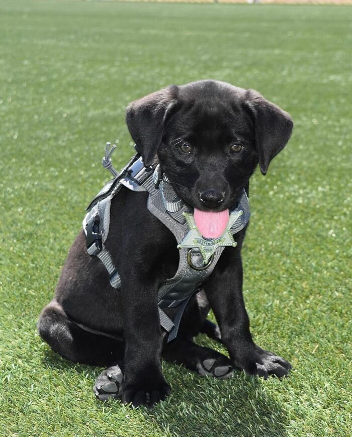 K9 Puppy Melts Hearts By Dozing Off During Swearing-In Ceremony K9 Puppy Melts Hearts By Dozing Off During Swearing-In Ceremony