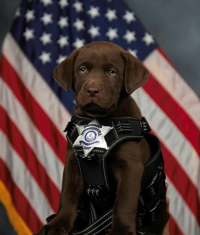 K9 Puppy Melts Hearts By Dozing Off During Swearing-In Ceremony K9 Puppy Melts Hearts By Dozing Off During Swearing-In Ceremony