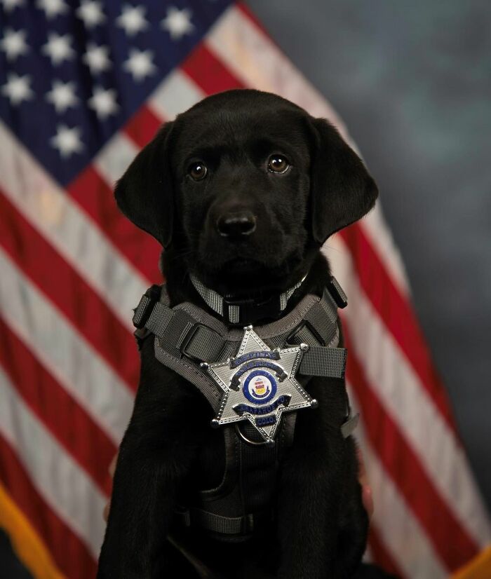 K9 Puppy Melts Hearts By Dozing Off During Swearing-In Ceremony K9 Puppy Melts Hearts By Dozing Off During Swearing-In Ceremony