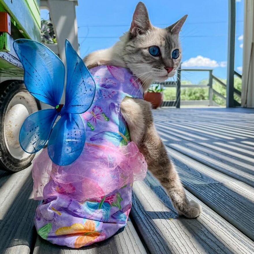 Meet Princess Cecily, The Cat Who, Because Of Her Physical Disability, Became A Fashionista