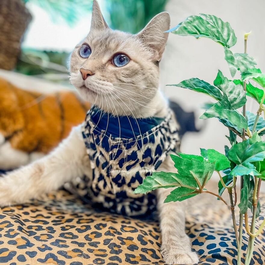 Meet Princess Cecily, The Cat Who, Because Of Her Physical Disability, Became A Fashionista
